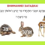 Учим иврит. Загадка про черепаху, зайца и газель